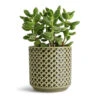 Cotyledon Tomentosa Ladys - Bear Paw Plant -Indoor Plants Store Cotyledon tomentosa ladys Bear Paw Plant 10.5x20cm Thies Plant Pot Olive Green 13x13cm