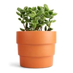 Cotyledon Tomentosa Ladys - Bear Paw Plant -Indoor Plants Store Cotyledon tomentosa ladys Bear Paw Plant 12x15cm Boston Tiered Plant Pot Terracotta 16.5x14cm