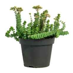 Crassula Marneriana Hottentot - Jade Necklace -Indoor Plants Store Crassula marneriana Hottentot Jade Necklace 11cm