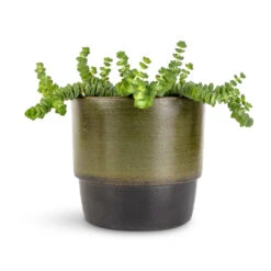 Crassula Marneriana Hottentot - Jade Necklace -Indoor Plants Store Crassula marneriana Hottentot Jade Necklace 11x15cm Erik Plant Pot Olive 14x12cm