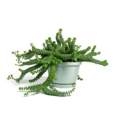 Crassula Marneriana Hottentot - Jade Necklace -Indoor Plants Store Crassula marneriana Hottentot Jade Necklace 14cm