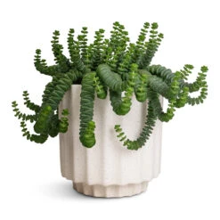 Bourton Scalloped Plant Pot - Ivory -Indoor Plants Store Crassula marneriana Hottentot Jade Necklace 14x20cm Bourton Scalloped Plant Pot Ivory 16x16cm