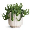 Crassula Marneriana Hottentot - Jade Necklace 2 Crassula Marneriana Hottentot - Jade Necklace -Indoor Plants Store Crassula marneriana Hottentot Jade Necklace 14x20cm Bourton Scalloped Plant Pot Ivory 16x16cm a35d2460 bb46 4447 a58f 9c9938a9b256