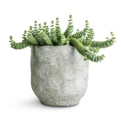 Crassula Marneriana Hottentot - Jade Necklace -Indoor Plants Store Crassula marneriana Hottentot Jade Necklace 14x20cm Dave Plant Pot Cool Grey 17x17cm 73908b6c 2288 4369 9e0f 98ccd293a37b