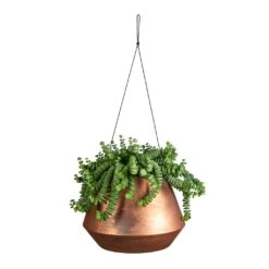 Crassula Marneriana Hottentot - Jade Necklace -Indoor Plants Store Crassula marneriana Hottentot Jade Necklace 14x20cm Soho Hanging Plant Pot Aged Copper 21x15cm bae9d37c 1abb 43f5 80f1 a6de5f336d89