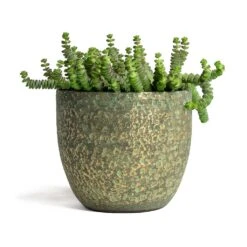 Crassula Marneriana Hottentot - Jade Necklace -Indoor Plants Store Crassula marneriana Hottentot Jade Necklace 14x30cm Rinca Plant Pot Shiny Green 17x15cmV2