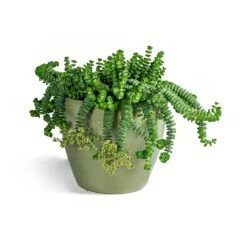 Crassula Marneriana Hottentot - Jade Necklace -Indoor Plants Store Crassula marneriana Hottentot Jade Necklace Sven Plant Pot Mint