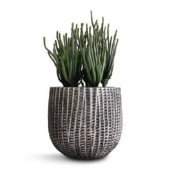 Crassula Muscosa - Watch Chain Plant 11 Crassula Muscosa - Watch Chain Plant -Indoor Plants Store Crassula muscosa Watch Chain Plant 10.5x20cm Feico Plant Pot Metal Black 15x13cm