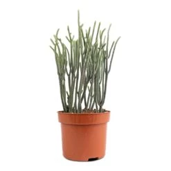 Crassula Muscosa - Watch Chain Plant 10 Crassula Muscosa - Watch Chain Plant -Indoor Plants Store Crassula muscosa Watch Chain Plant