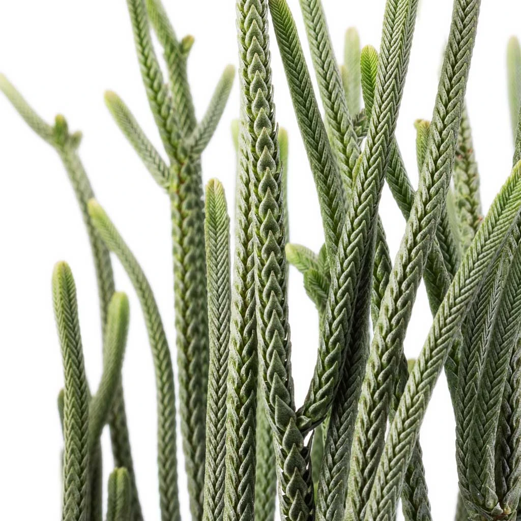 Crassula Muscosa - Watch Chain Plant 4 Crassula Muscosa - Watch Chain Plant - Image 2