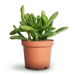 Crassula Ovata Gollum - Jade Plant -Indoor Plants Store Crassula ovata Gollum Jade Plant 12x25cm 1