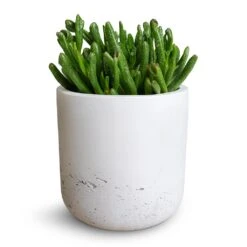 Crassula Ovata Gollum - Jade Plant -Indoor Plants Store Crassula ovata Gollum Jade Plant 12x25cm Charlie Plant Pot White Washed 15x15cm