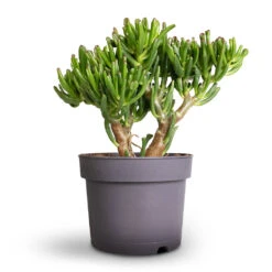 Crassula Ovata Gollum - Jade Plant -Indoor Plants Store Crassula ovata Gollum Jade Plant 17x25cm 1