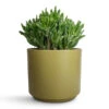 Crassula Ovata Gollum - Jade Plant 2 Crassula Ovata Gollum - Jade Plant -Indoor Plants Store Crassula ovata Gollum Jade Plant 17x25cm Prague Plant Pot Olive 22x19.5cm 87300416 d43b 4bf7 a47a 0f7c51667325