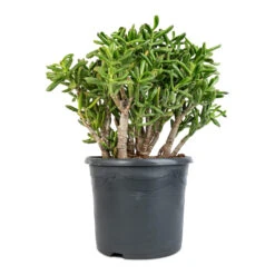 Crassula Ovata Gollum - Jade Plant -Indoor Plants Store Crassula ovata Gollum Jade Plant 30x50cm
