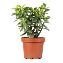 Crassula Ovata - Jade Plant -Indoor Plants Store Crassula ovata Jade Plant 14x30cm