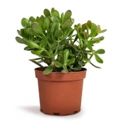 Crassula Ovata - Jade Plant -Indoor Plants Store Crassula ovata Jade Plant 17x35cm