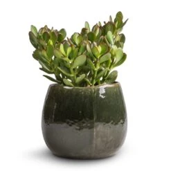 Crassula Ovata - Jade Plant -Indoor Plants Store Crassula ovata Jade Plant 17x35cm Mischa Plant Pot Forest Green 24x22cm