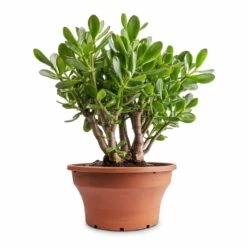 Crassula Ovata - Jade Plant -Indoor Plants Store Crassula ovata Jade Plant 25x30cm 2