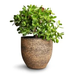 Crassula Ovata - Jade Plant -Indoor Plants Store Crassula ovata Jade Plant 25x30cm Cas Plant Pot Sahara 29x26cm