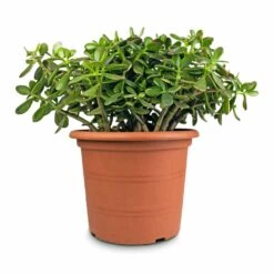Crassula Ovata - Jade Plant -Indoor Plants Store Crassula ovata Jade Plant 30x50cm 2 5acb63f4 df34 4de0 ade7 02c17b2f3dfc