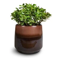 Crassula Ovata - Jade Plant -Indoor Plants Store Crassula ovata Jade Plant 30x50cm Joah Plant Pot Truffle 38x34cm