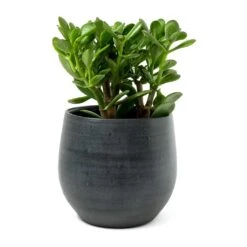 Esra Plant Pot - Graphite 31 Esra Plant Pot - Graphite -Indoor Plants Store Crassula ovata Jade Plant Esra Graphite Plant Pot 8c8e2d80 9a71 4608 a45b 10faa117c6f6