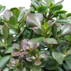 Indoor Plants Store -Indoor Plants Store Crassula ovata Jade Plant Leaves