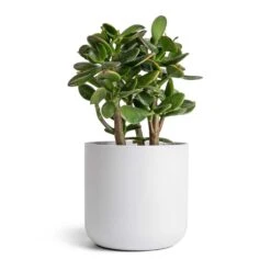 Crassula Ovata Sunset - Jade Plant 22 Crassula Ovata Sunset - Jade Plant -Indoor Plants Store Crassula ovata Sunset Jade Plant 12 2x25cm Lisbon Plant Pot White 15x15cm