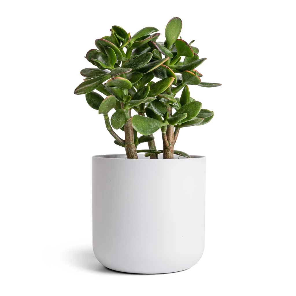 Crassula Ovata Sunset - Jade Plant 9 Crassula Ovata Sunset - Jade Plant - Image 7