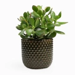 Crassula Ovata Sunset - Jade Plant 19 Crassula Ovata Sunset - Jade Plant -Indoor Plants Store Crassula ovata Sunset Jade Plant 12x25cm Bolino Plant Pot Green 14x13cm