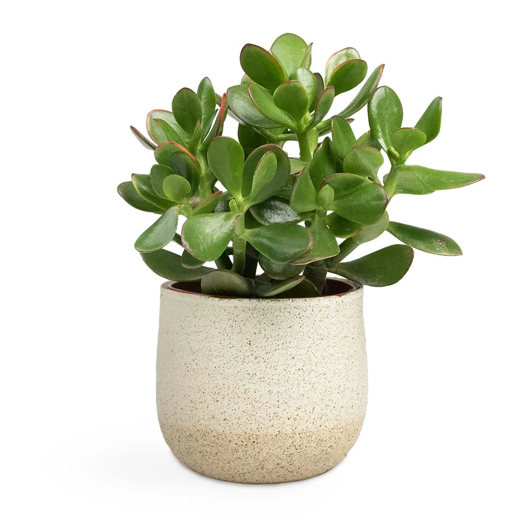 Crassula Ovata Sunset - Jade Plant 13 Crassula Ovata Sunset - Jade Plant - Image 11