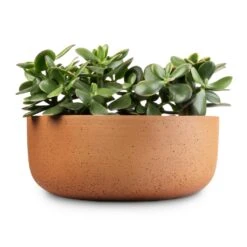 Eav Refined Plant Bowl - Canyon Orange -Indoor Plants Store Crassula ovata Sunset Jade Plant 12x25cm 3 x plants Eav Refined Plant Bowl Canyon Orange 31x12.5cm