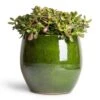 Crassula Ovata Sunset - Jade Plant 1 Crassula Ovata Sunset - Jade Plant -Indoor Plants Store Crassula ovata Sunset Jade Plant 30x50cm Aimee Plant Pot Pear 38x34cm