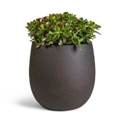 Crassula Ovata Sunset - Jade Plant 24 Crassula Ovata Sunset - Jade Plant -Indoor Plants Store Crassula ovata Sunset Jade Plant 30x50cm Grigio Balloon Plant Pot Rusty Iron Concrete 42x42cm