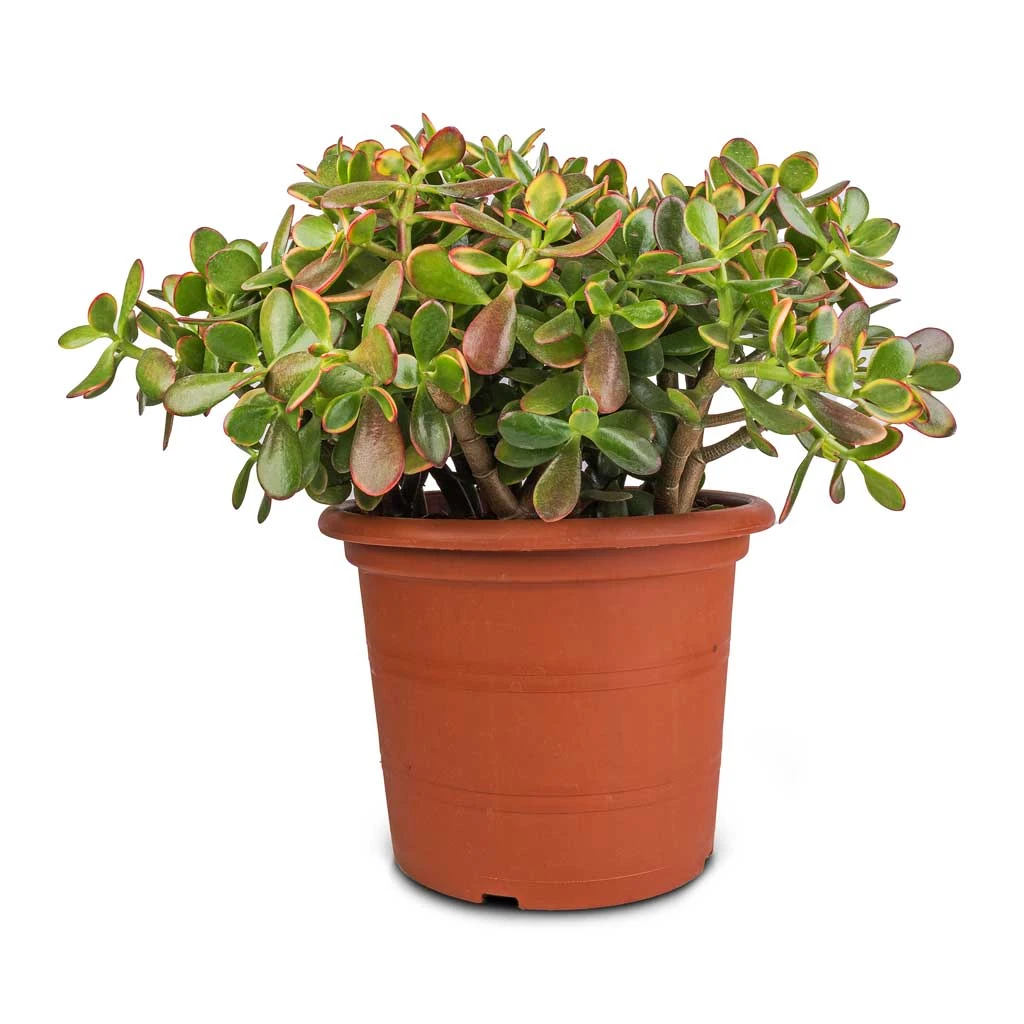 Crassula Ovata Sunset - Jade Plant 14 Crassula Ovata Sunset - Jade Plant - Image 12