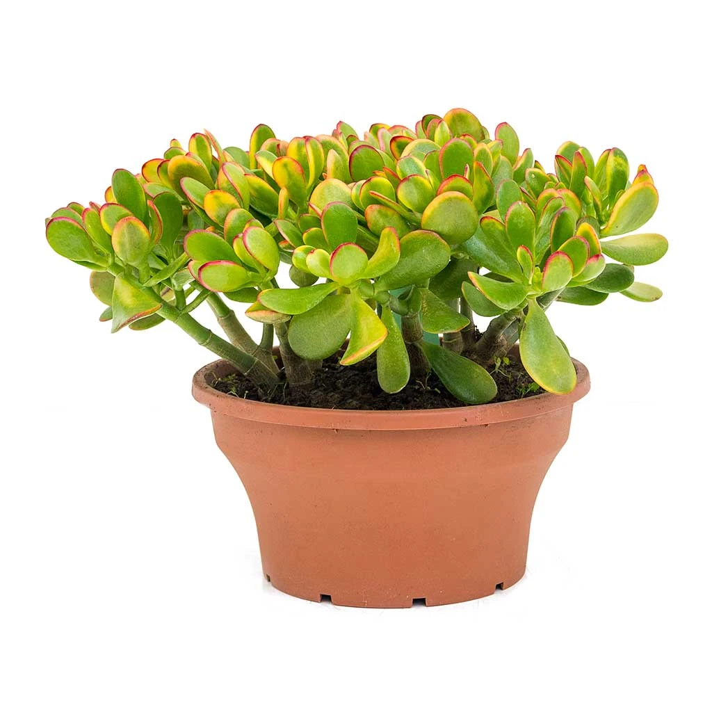 Crassula Ovata Sunset - Jade Plant 10 Crassula Ovata Sunset - Jade Plant - Image 8