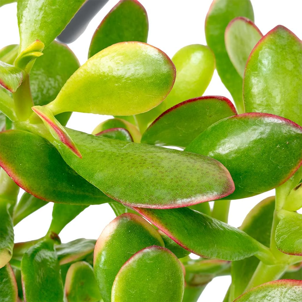 Crassula Ovata Sunset - Jade Plant 4 Crassula Ovata Sunset - Jade Plant - Image 2