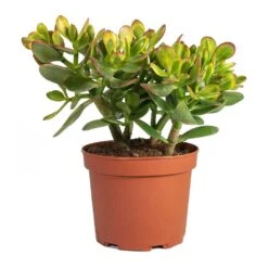 Crassula Ovata Sunset - Jade Plant 21 Crassula Ovata Sunset - Jade Plant -Indoor Plants Store Crassula ovata Sunset Jade Plant Medium