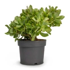 Crassula Ovata Undulata - Curly Jade Plant -Indoor Plants Store Crassula ovata Undulata Curly Jade Houseplant 17x25cm