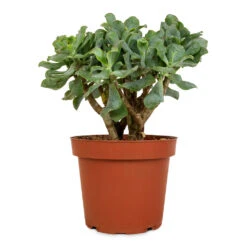 Crassula Ovata Undulata - Curly Jade Plant -Indoor Plants Store Crassula ovata Undulata Curly Jade Plant 14cm 2
