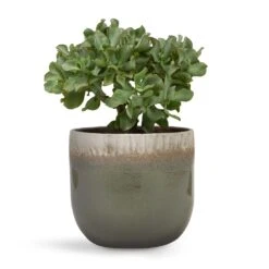 Crassula Ovata Undulata - Curly Jade Plant -Indoor Plants Store Crassula ovata Undulata Curly Jade Plant 17x25cm Tarra Plant Pot Forest 23x20cm d7d47608 b3fe 455a a11b 8619bedfe272