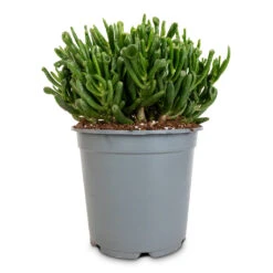 Crassula Ovata Gollum - Jade Plant -Indoor Plants Store Crassula ovata gollum jade plant 14cm
