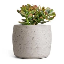 Crassula Ovata Sunset - Jade Plant 20 Crassula Ovata Sunset - Jade Plant -Indoor Plants Store Crassula ovata sunset Jade Plant 17x30cm Mini Valerie Plan tPot Grey Washed 22x17cm