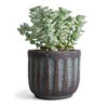 Crassula Perforata - String Of Buttons 1 Crassula Perforata - String Of Buttons -Indoor Plants Store Crassula perforata String Of Buttons 10.5x20cm Duncan Plant Pot Blue Gold 14x13cm