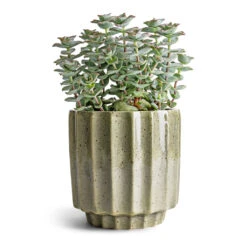 Crassula Perforata - String Of Buttons -Indoor Plants Store Crassula perforata String Of Buttons 10.5x20cm Lugano Scalloped Plant Pot Green 13x13cm