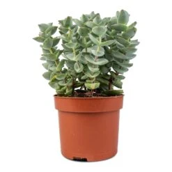 Crassula Perforata - String Of Buttons -Indoor Plants Store Crassula perforata String Of Buttons