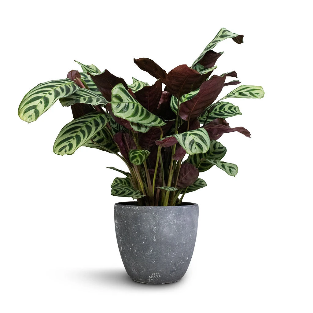 Ctenanthe Burle Marxii Amabilis - Never Never Plant 3 Ctenanthe Burle Marxii Amabilis - Never Never Plant