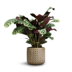 Ctenanthe Burle Marxii Amabilis - Never Never Plant 15 Ctenanthe Burle Marxii Amabilis - Never Never Plant -Indoor Plants Store Ctenanthe Burle Marxii Armargis Never Never Plant 14x30cm Thies Plant Pot Olive Green
