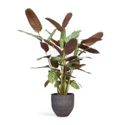 Ctenanthe Compact Star - Never Never Plant -Indoor Plants Store Ctenanthe Compact Star Never Never Plant 17x70cm Rinca Plant Pot Shiny Black 21 x 19cm